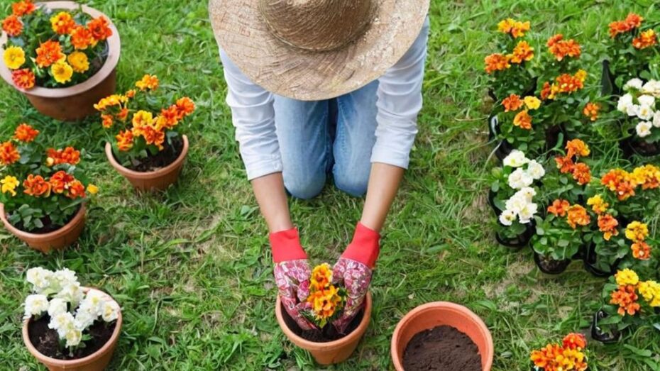 Cómo crear un buen programa de cuidado de plantas a largo plazo