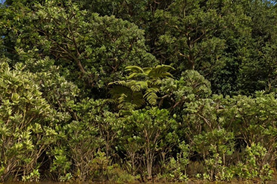 ¿Qué son las plantas forestales?