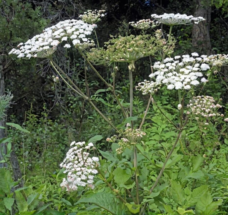 Plantas y árboles vinculados al cristianismo