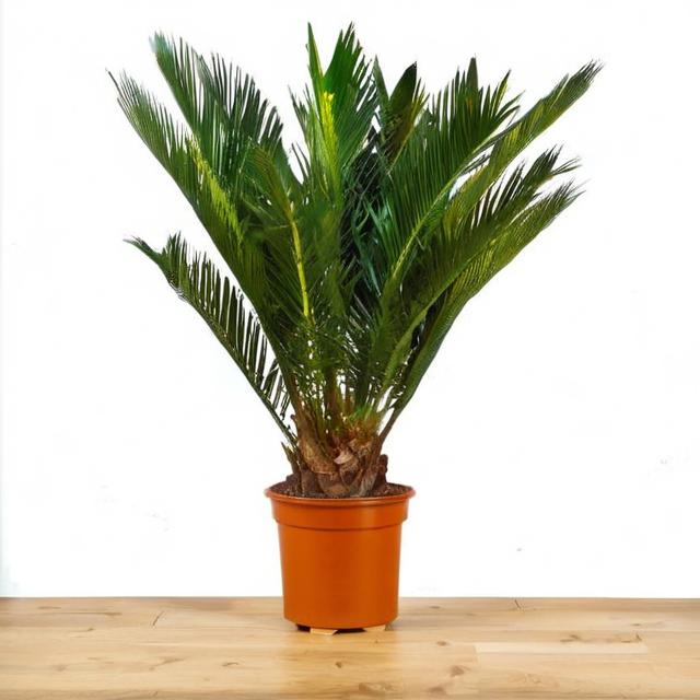 Palmeras naturales de exterior: cómo hacerte con las mejores