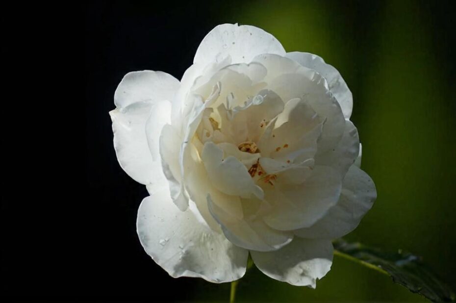 Peonias blancas: características y significado