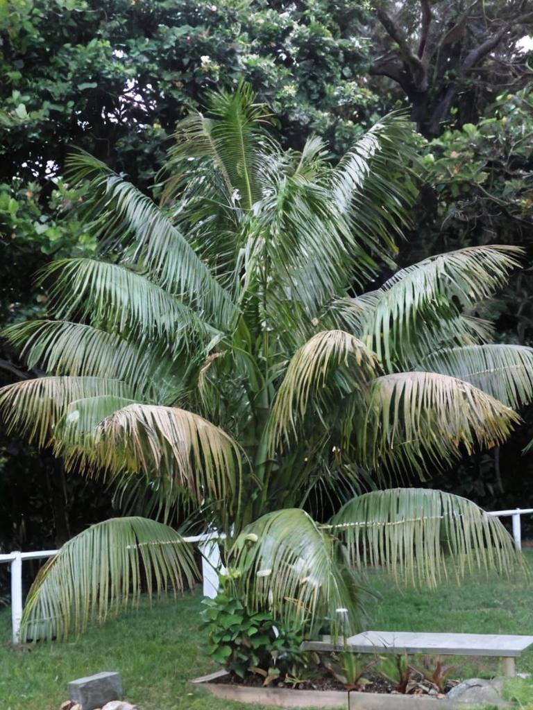 Palmeras: todo sobre estas plantas