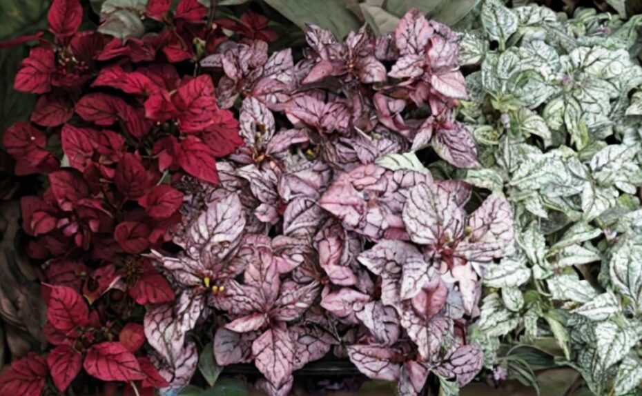 8 plantas con hojas rosadas que debes conocer
