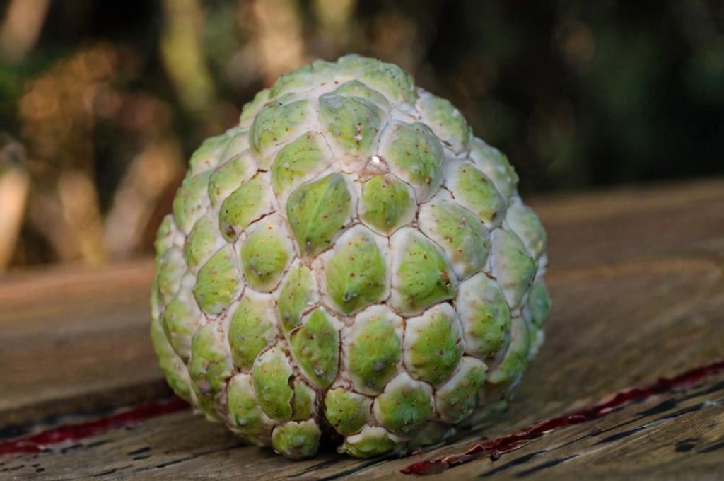 Annona squamosa el árbol cuyos frutos son parecidos a las chirimoyas
