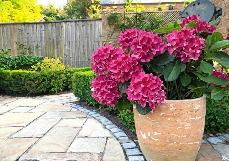 ¿Cuáles son los cuidados de la hortensia en maceta?