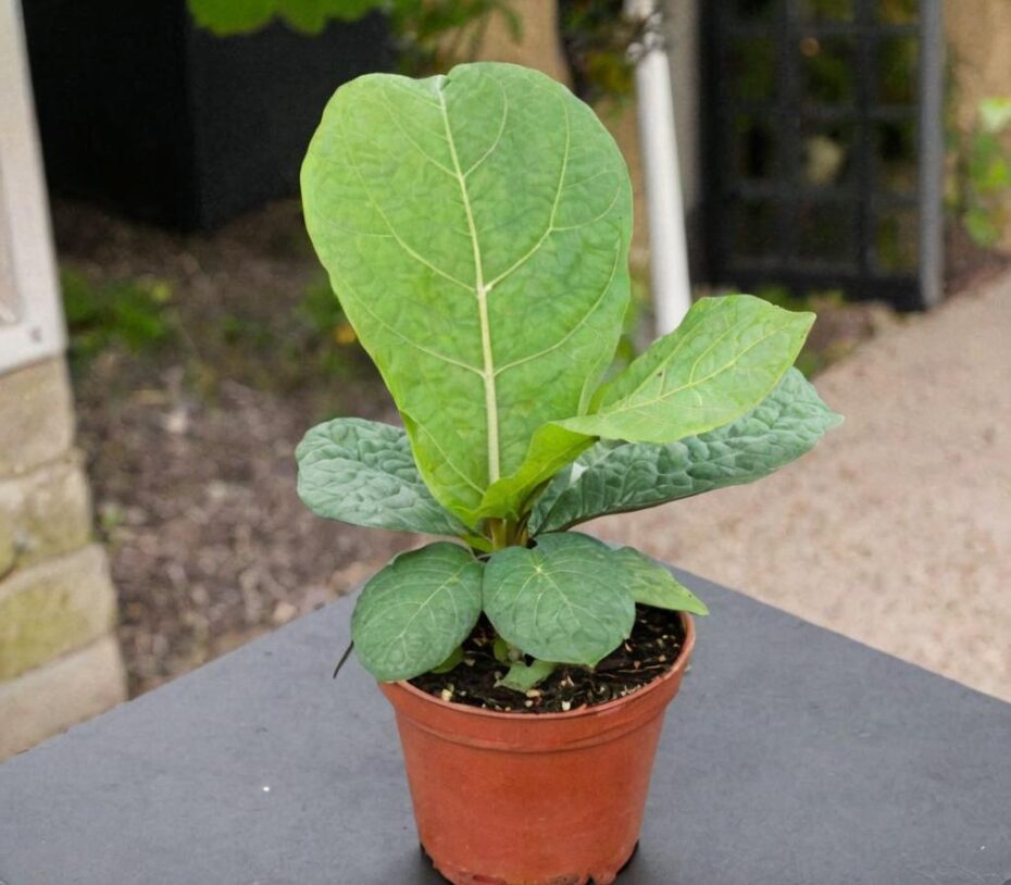 ¿Cómo es el Ficus lyrata bambino?