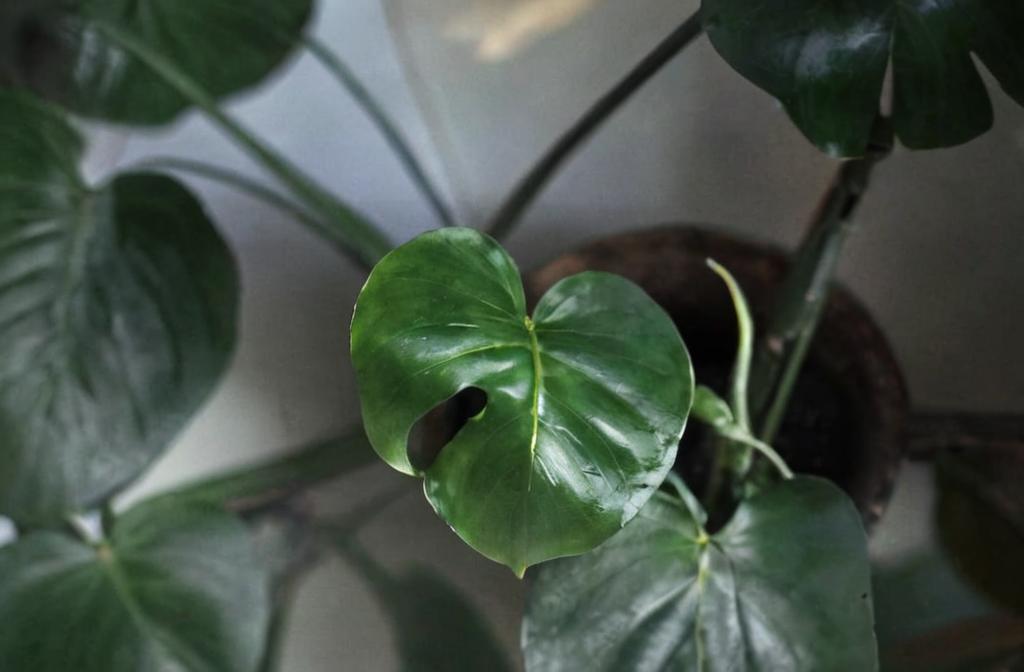 Monstera deliciosa variegata: características y cuidados