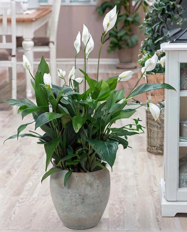 6 plantas que simbolizan suerte y gratitud