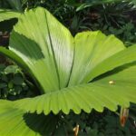 Palmeras: todo sobre estas plantas Palmeras: todo sobre estas plantas