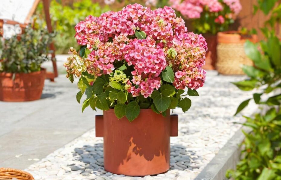 ¿Cuáles son los cuidados de la hortensia en maceta?