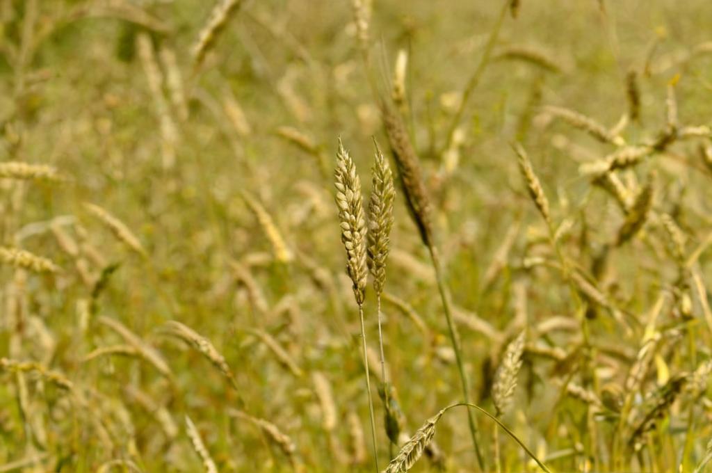 ¿Cuáles son las plantas que se disfrazan?