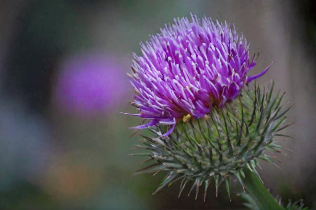 Plantas y árboles vinculados al cristianismo