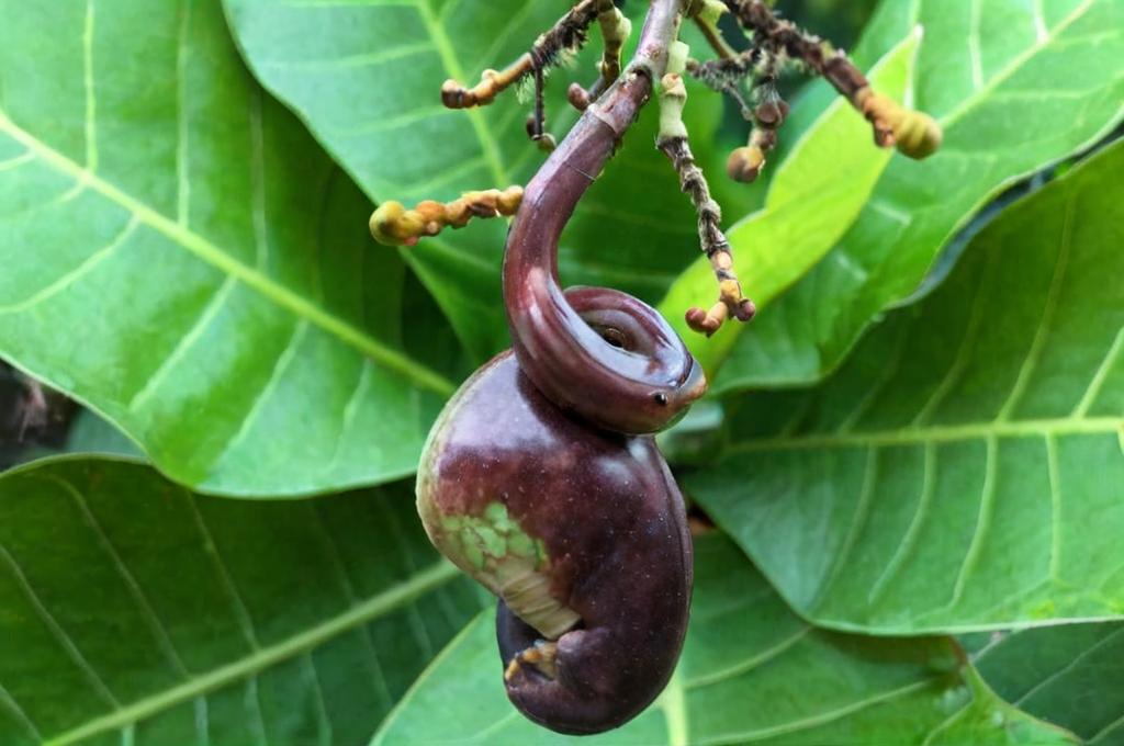 Todo sobre el Anacardium excelsum