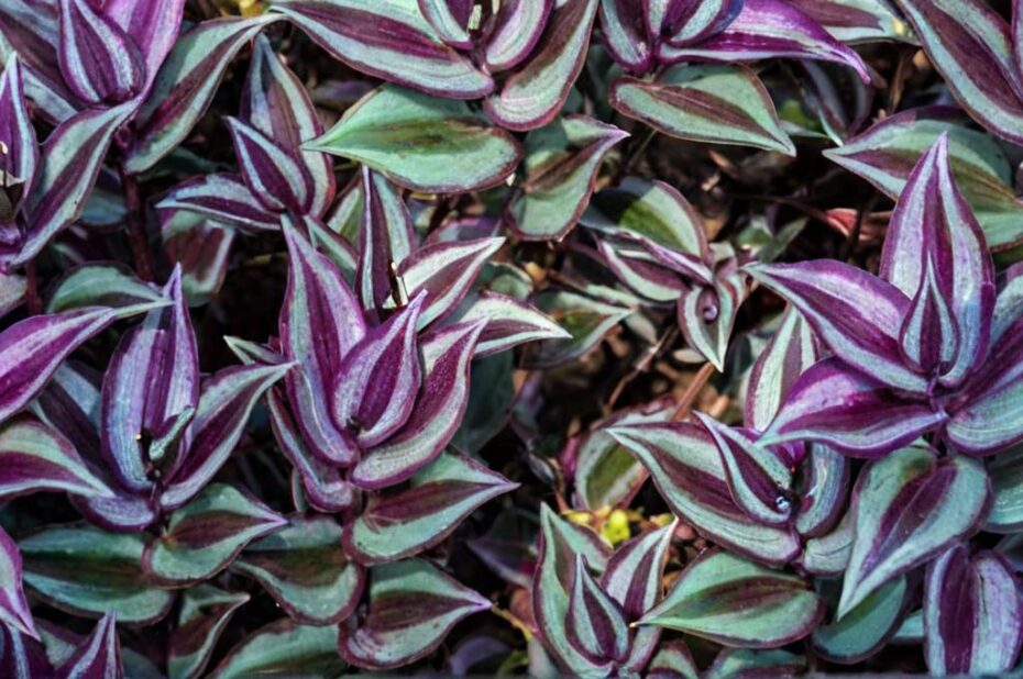 ¿Qué beneficios tiene la tradescantia?