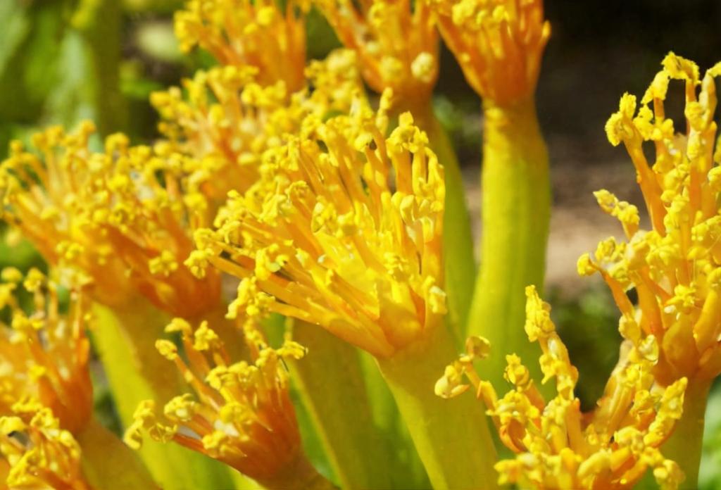 Senecio barbertonicus: características principales y cuidados
