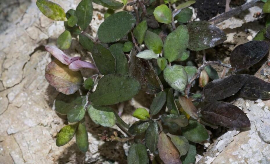 Polygala de Webb: De Marruecos a la península ibérica
