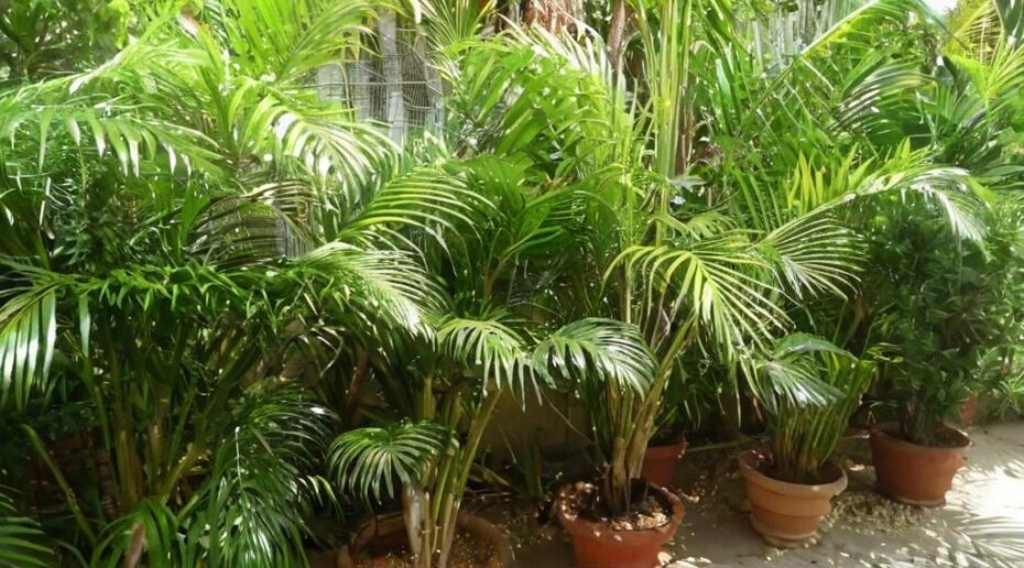 Palmeras de interior: cuidados