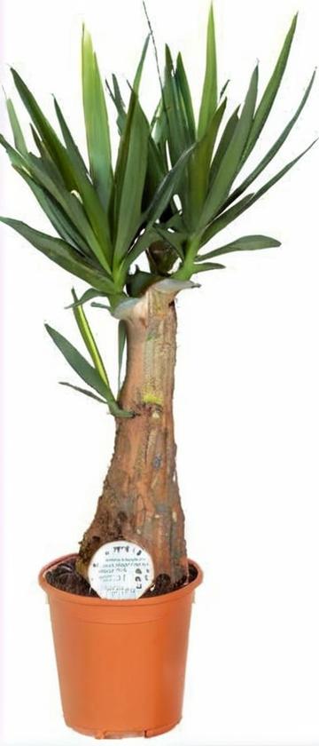Palmeras naturales de exterior: cómo hacerte con las mejores