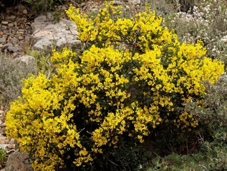 Flores amarillas silvestres