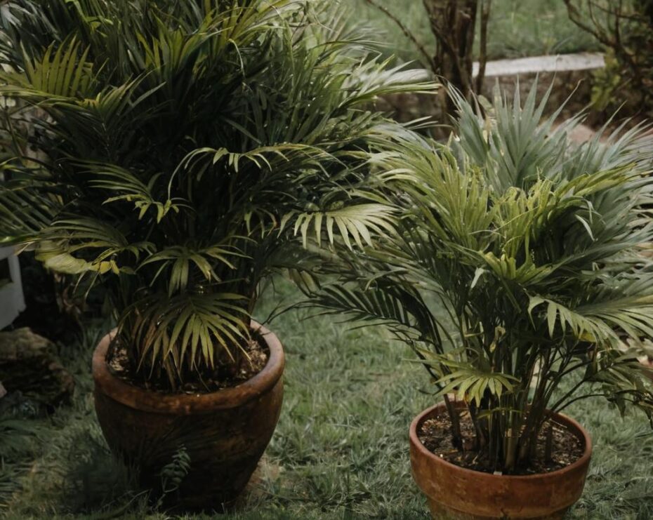 Palmeras naturales de exterior: cómo hacerte con las mejores