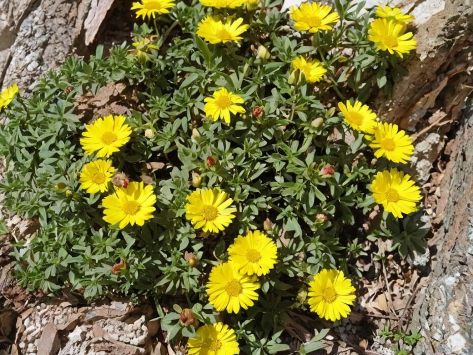 Flores amarillas silvestres