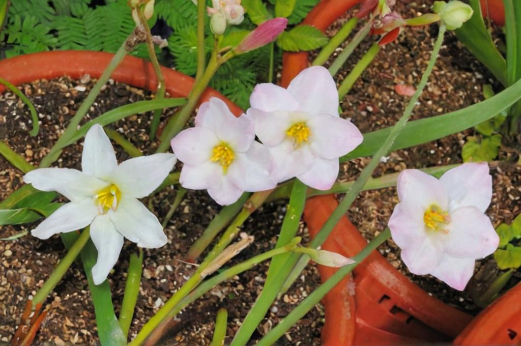 Habranthus robustus o lirio de lluvia: claves para que esté sano y bonito