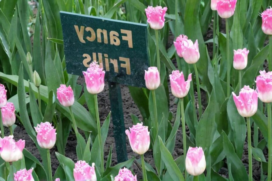 Tulipán Fancy Frills: Qué es y curiosidades