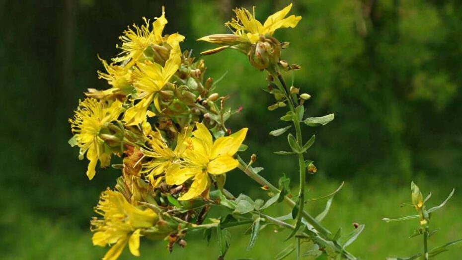 Plantas y árboles vinculados al cristianismo