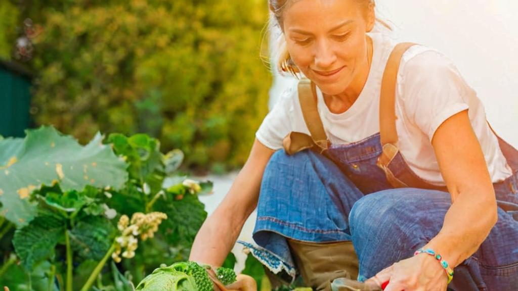 Cómo crear un buen programa de cuidado de plantas a largo plazo