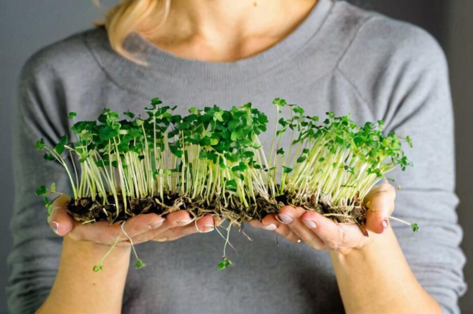 7 Superalimentos que puedes plantar en casa fácilmente