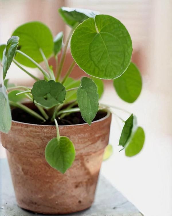 6 plantas que simbolizan suerte y gratitud