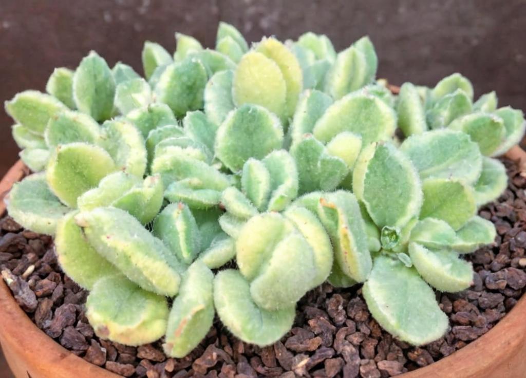 Cotyledon tomentosa variegata: características y cuidados principales