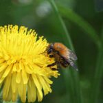 10 plantas con flores amarillas pequeñas