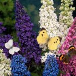 Buddleia tricolor, un arbusto de lo más colorido Buddleia tricolor, un arbusto de lo más colorido