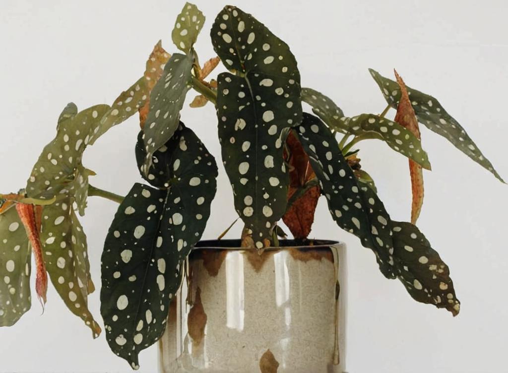 Cómo reproducir una begonia maculata