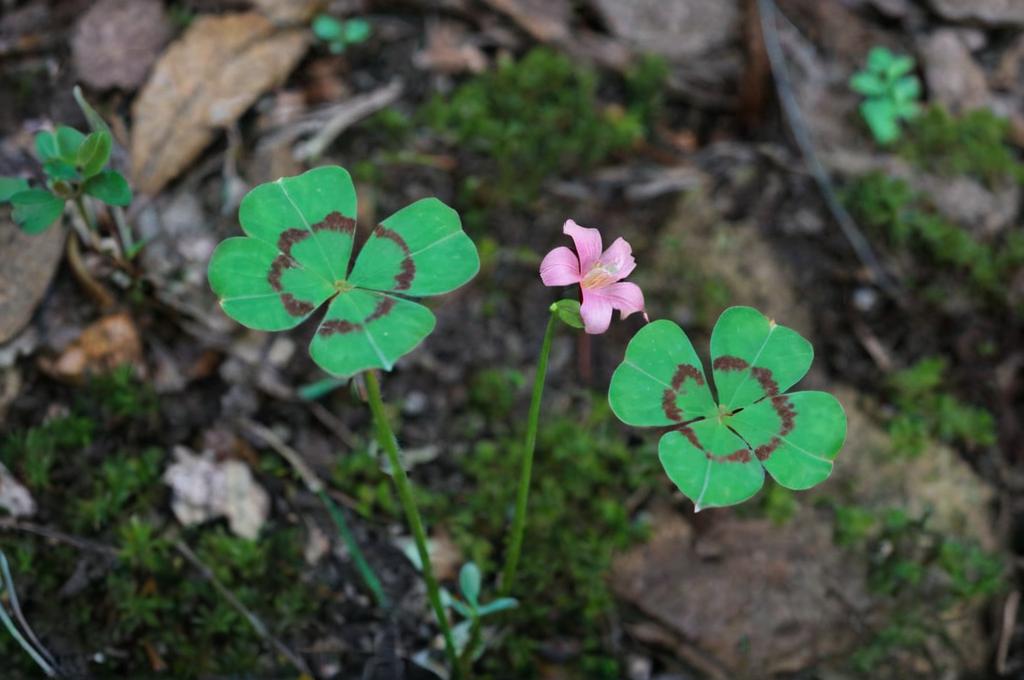 Oxalis tetraphylla: características y cuidados principales