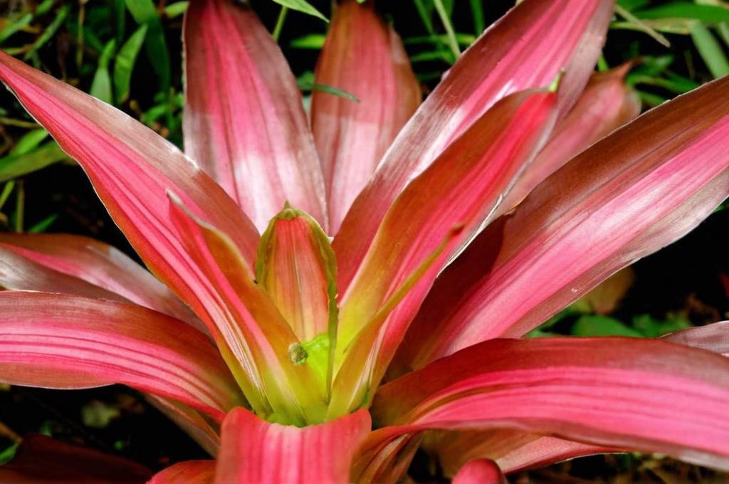 Problemas y soluciones para bromelias: plagas, enfermedades y cuidados