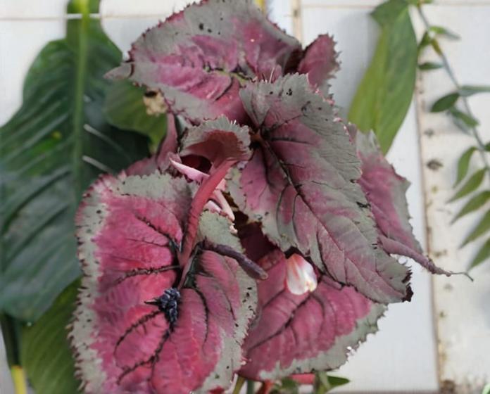 8 plantas con hojas rosadas que debes conocer