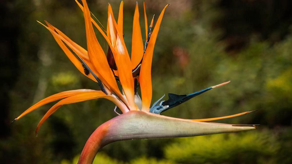 Plantas con formas originales que añadirán un toque único a tu jardín