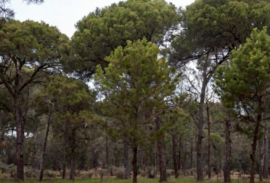 Guía de la biodiversidad de los Pinares de Aznalcázar