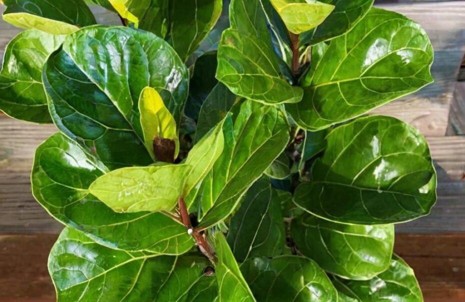 ¿Cómo es el Ficus lyrata bambino?