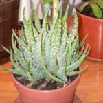 Aloe humilis: características de la variedad, usos medicinales y cuidados importantes