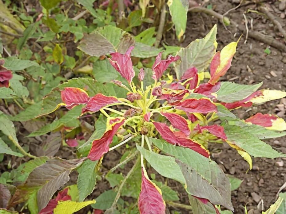 Amaranthus tricolor: características y cuidados más importantes