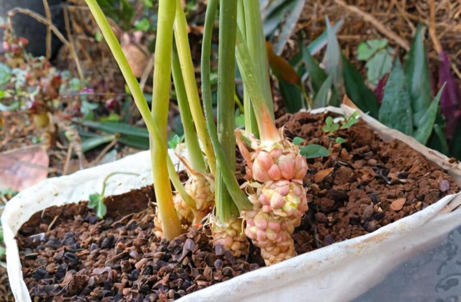 7 Superalimentos que puedes plantar en casa fácilmente