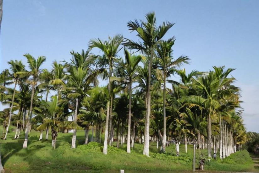 Palmeras: todo sobre estas plantas