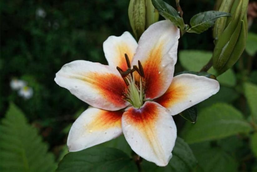 8 bulbosas que necesitan poca luz