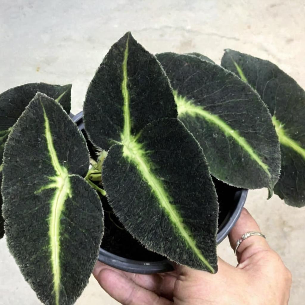 Begonia listada: características y cuidados principales