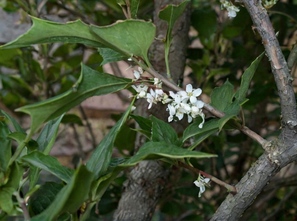 Osmanthus heterophyllus: características principales y cuidados