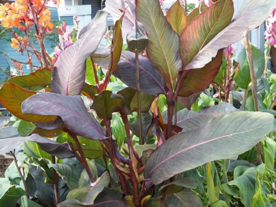Plantas de sol directo que florecen todo el año