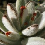 Kalanchoe tomentosa y sus variedades Kalanchoe tomentosa y sus variedades